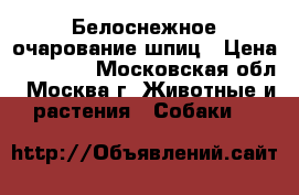 Белоснежное очарование шпиц › Цена ­ 60 000 - Московская обл., Москва г. Животные и растения » Собаки   